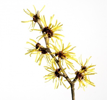 Witch hazel in the composition of the funds