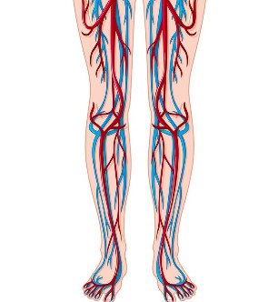 Location of the veins and arteries in the legs