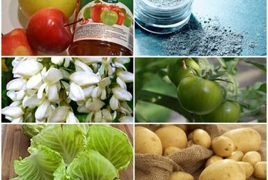 Folk remedies for the treatment of varicose veins