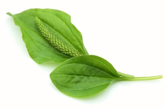 plantain leaves for varicose veins